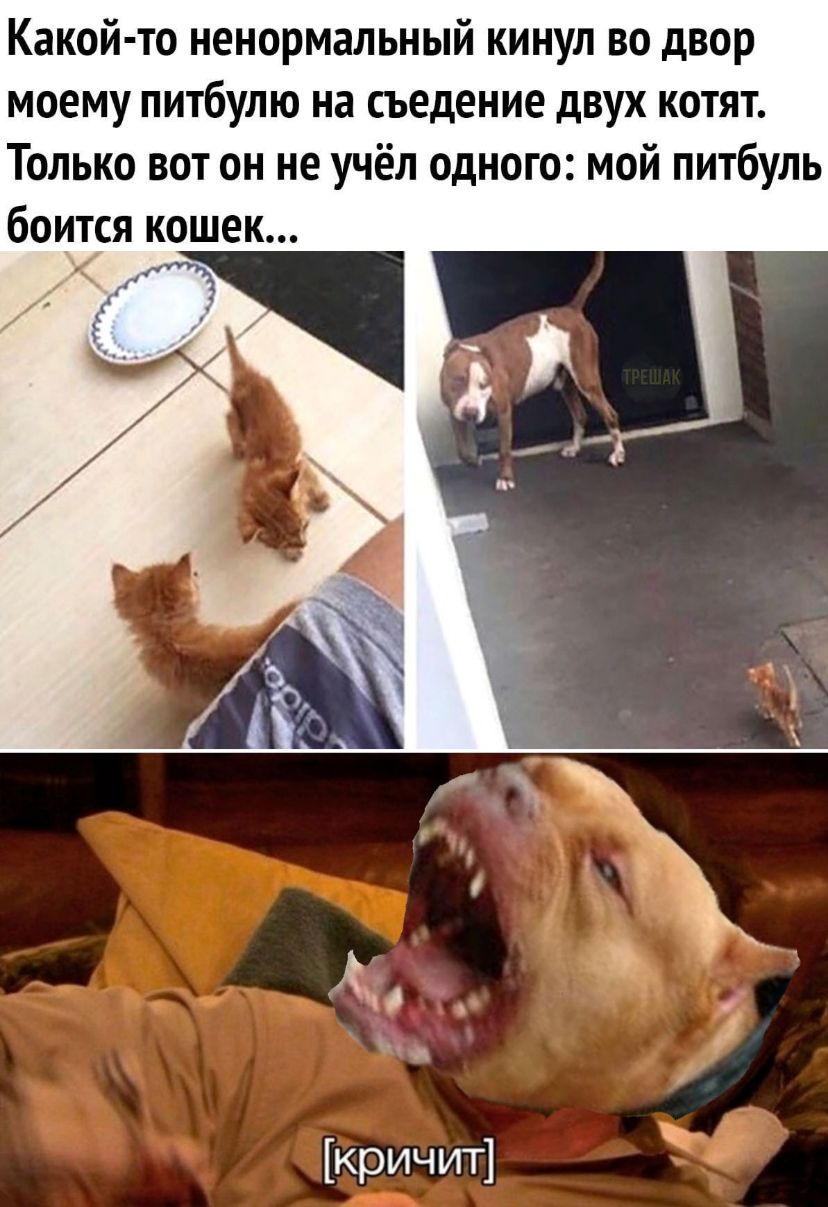 Какой то ненормальный кинул во двор моему питбулю на съедение двух котят Только вот он не учёл одного мой питбуль боится кошек кричит