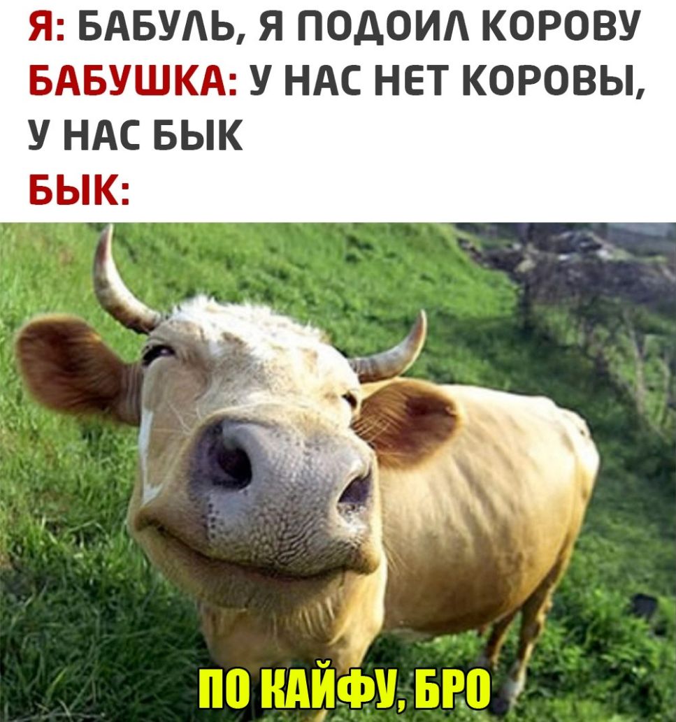 Я БАБУАЬ Я ПОДОИА КОРОВУ БАБУШКА У НАС НЕТ КОРОВЫ У НАС БЫК БЫК