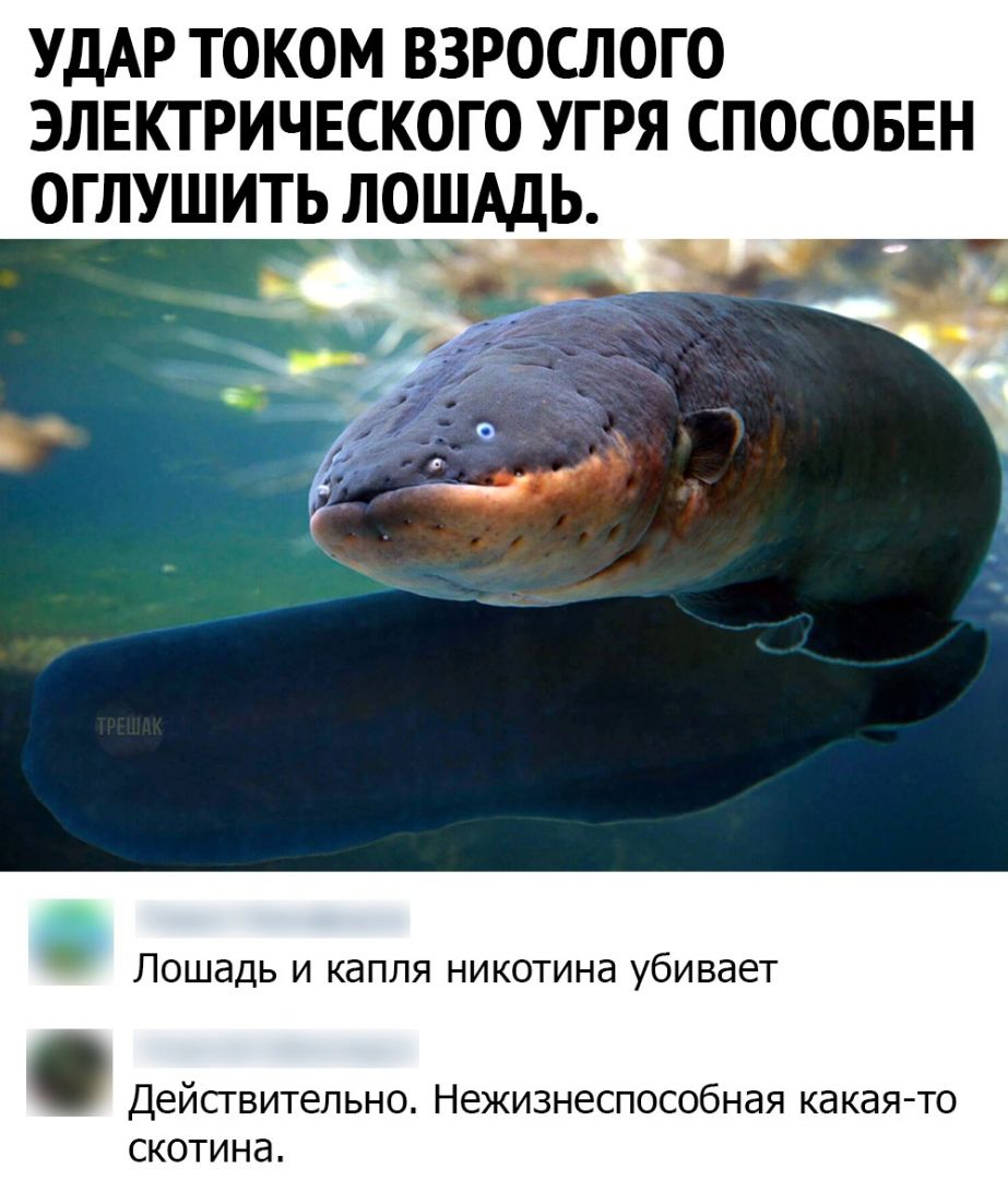 УДАР ТОКОМ ВЗРОСЛОГО ЭЛЕКТРИЧЕСКОГО УГРЯ СПОСОБЕН ОГЛУШИТЬ ЛОШАДЬ Лошадь и капля никотина убивает Дейсгвительно Нежизнеспособная какая то скотина