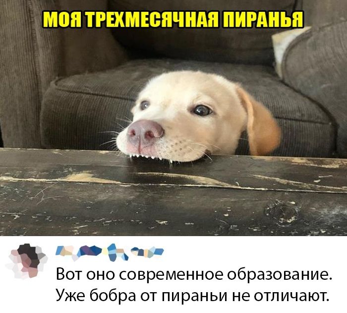 Вот оно современное образование Уже бобра от пираньи не отличают