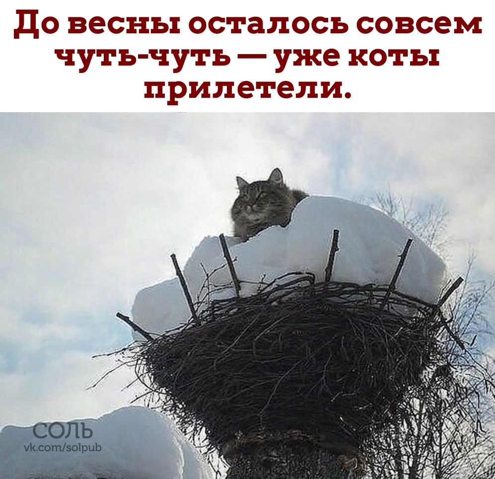 до весны осталось совсем чуть чуть уже коты прилетели чсолв _ чКсото1рць