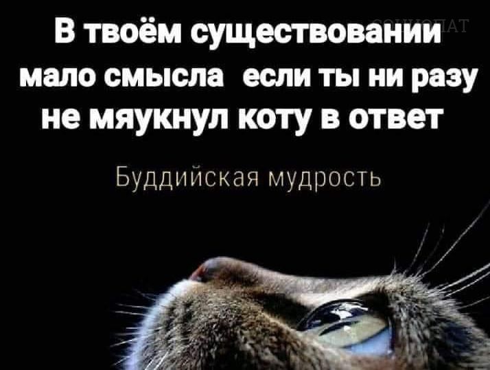 В твоём существовании мало смысла если ты ни разу не мяукнул коту в ответ Буддийская мудрость