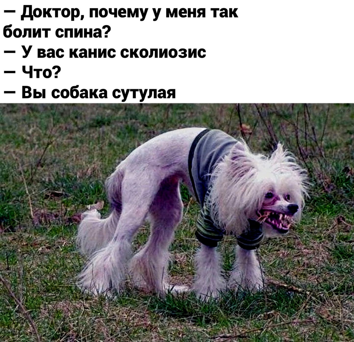 доктор почему у меня так болит спина У вас канис сколиозис Что Вы собака сутулая