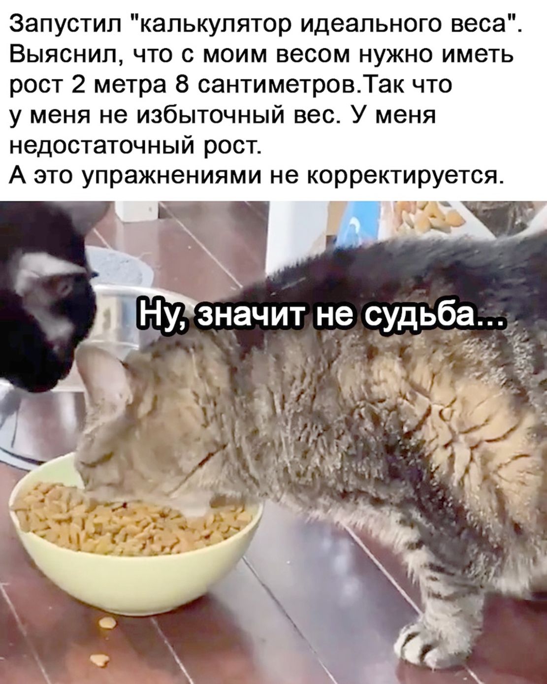 Запустил калькулятор идеального веса Выяснил что с моим весом нужно иметь рост 2 метра 8 сантиметровТак что у меня не избыточный вес У меня недостаточный рост А это упражнениями не корректируется значит не_судь9_а7 6 1 51