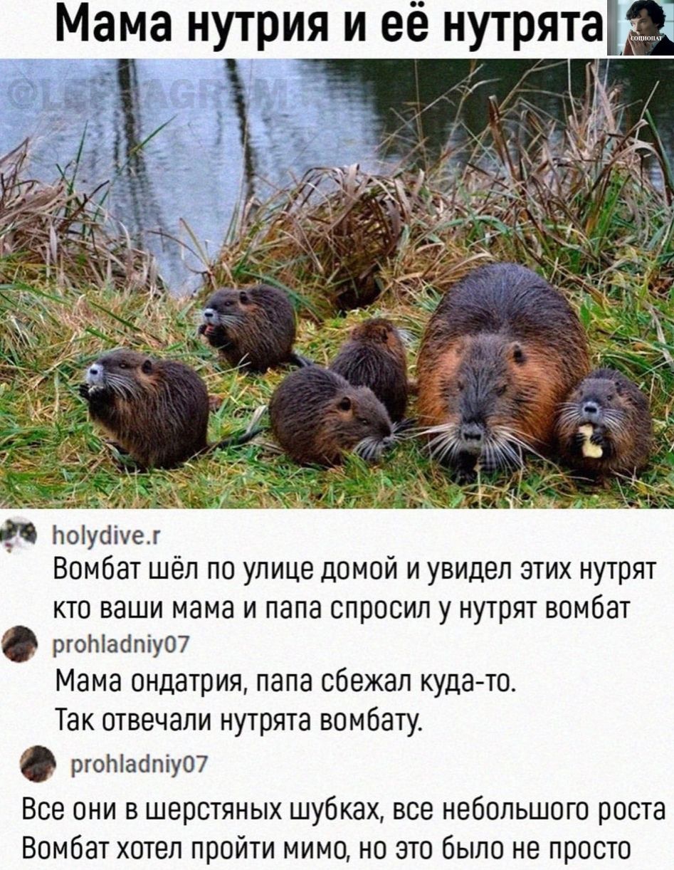 Ьоіубічет Вомбат шёл по улице домой и увидел этих нутрят кто ваши мама и папа спросил у нутрят вомбат ргоЫабпіу07 Мама ондатрия папа сбежал куда то Так отвечали нутрята вомбату ргоЫабпіу07 Все они в шерстяных шубках все небольшого роста Вомбат хотел пройти мимо но это было не просто
