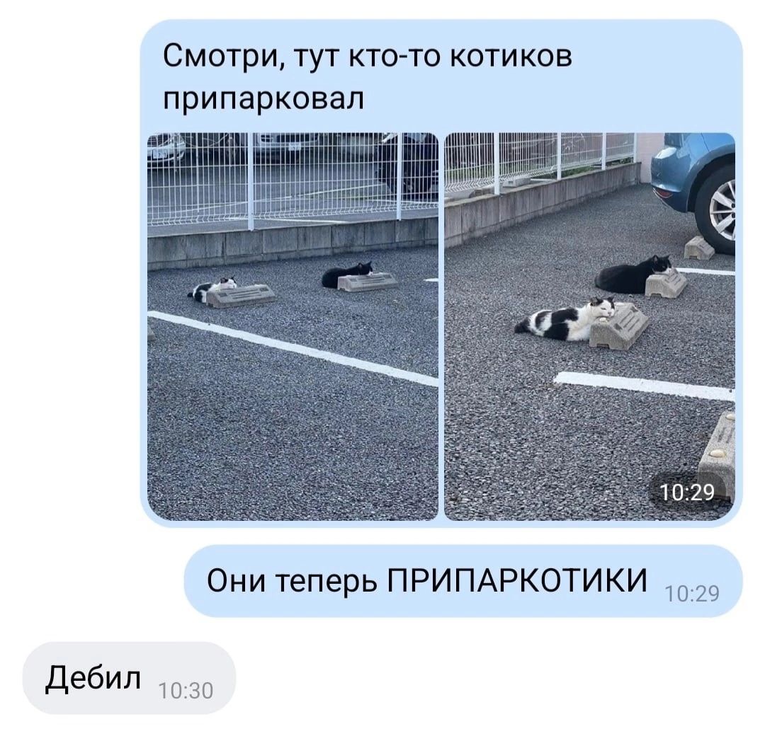 Смотри тут кточо котиков п ри парковая Они теперь ПРИПАРКОТИКИ д Дебип ш