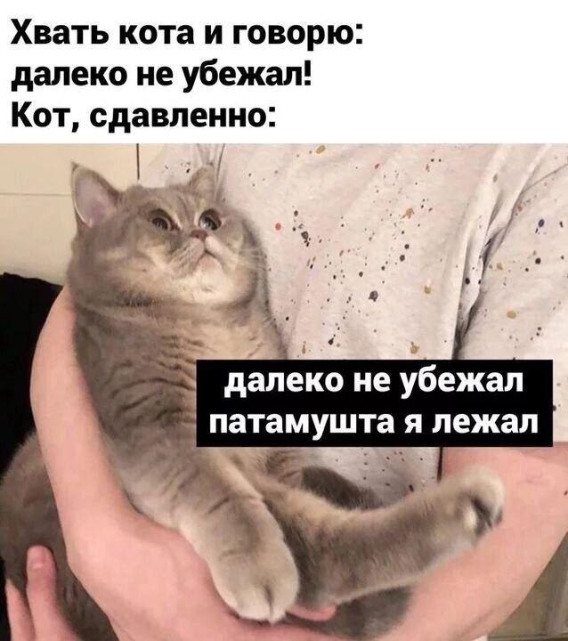 Хвать кота и говорю далеко не убежал Кот сдавленно