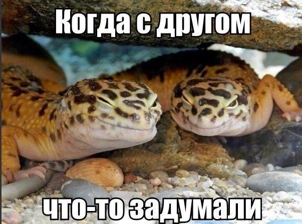 _ _ Когда дпйюм