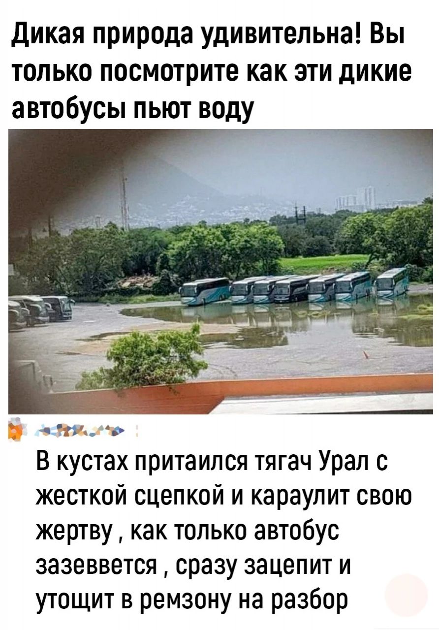 дикая природа удивительна Вы только посмотрите как эти дикие а втобусы пьют воду КА в В кустах притаился тягач Урап с жесткой сцепкой и караулит свою жертву как только автобус зазеввется сразу зацепит и утощит в ремзону на разбор