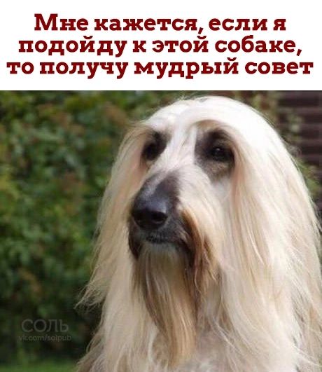 Мне кажется если я подойду к этой собаке то получу мудрый совет