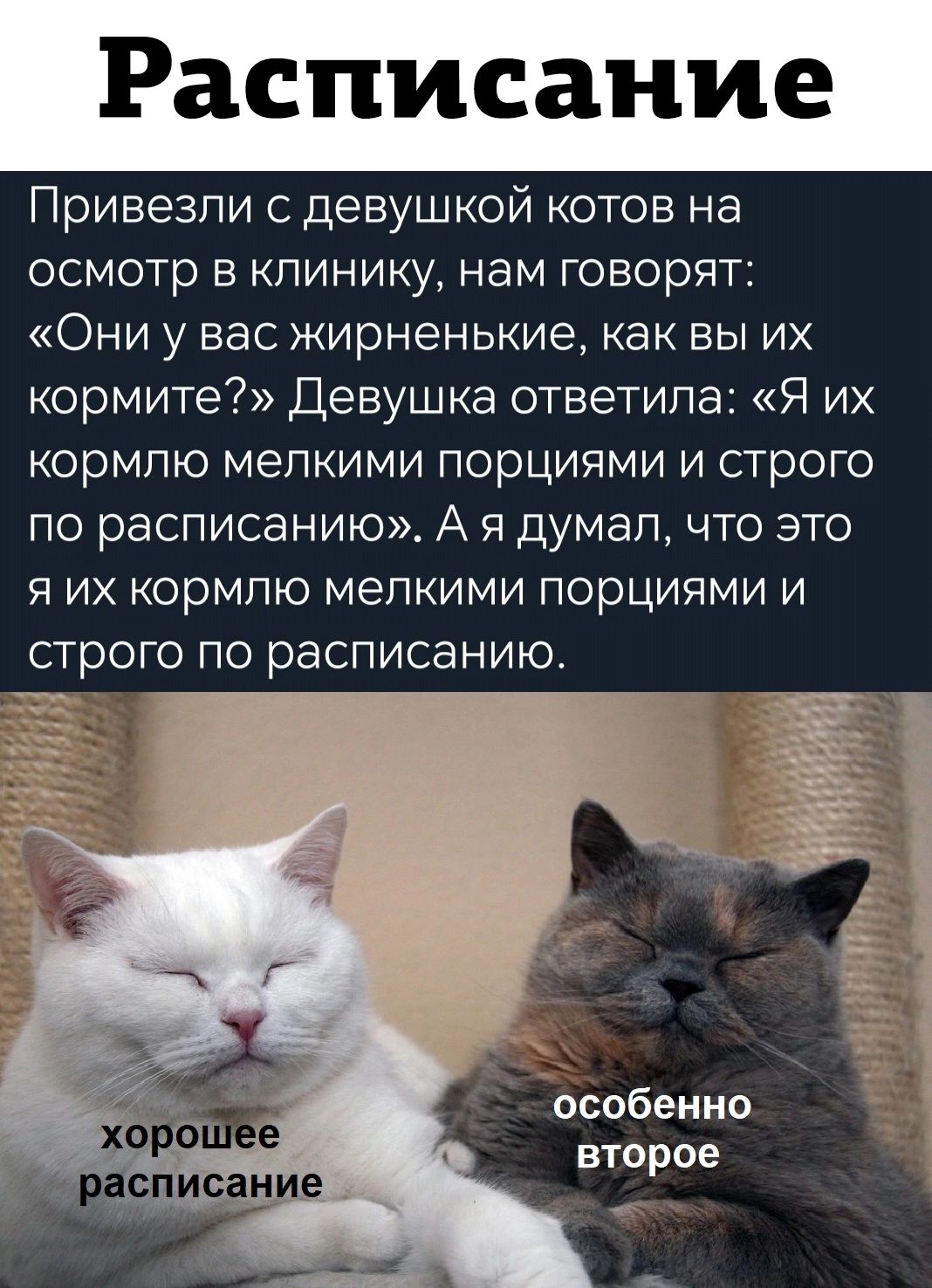 Расписание Привезли с девушкой котов на осмотр в клинику нам говорят Они у нас жирненькие как вы их кормите Девушка ответила Я их кормлю мелкими порциями и строго по расписанию А я думал что это я их кормлю мелкими порциями и строго по расписанию особенно второе