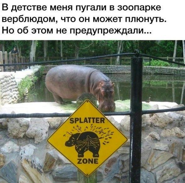 В детстве меня пугали в зоопарке верблюдом что он может плюнуть Но об этом не предупреждали