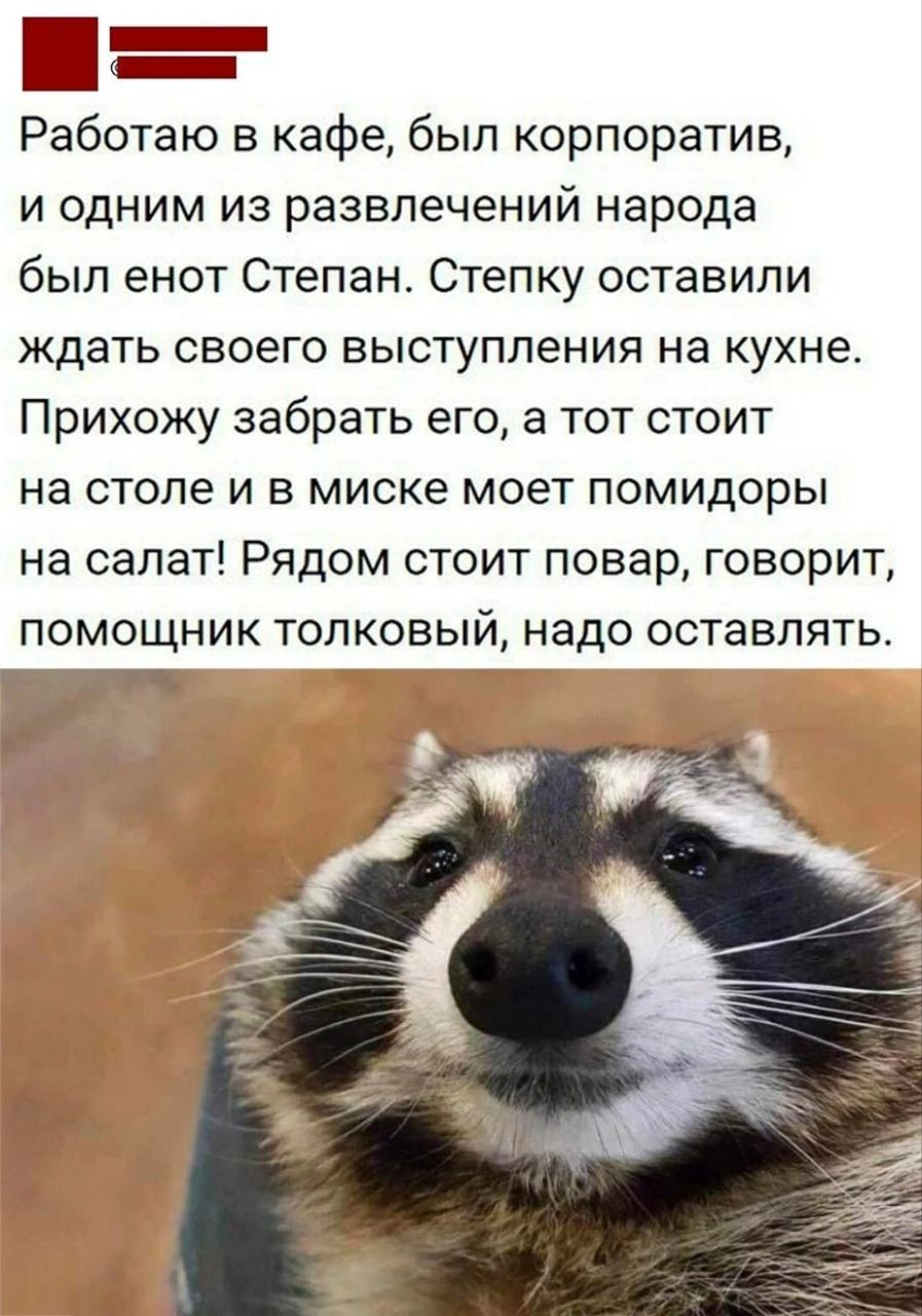 Работаю в кафе был корпоратив и одним из развлечений народа был енот Степан Степку оставили ждать своего выступления на кухне Прихожу забрать его а тот стоит на столе и в миске моет помидоры на салат Рядом стоит повар говорит ПОМОЩНИК ТОПКОВЫЙ надо оставлять ч