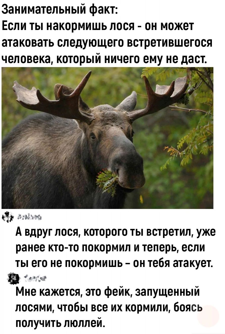 Занимательный факт Если ты накормишь пося он может атаковать следующего встретившегося человека который ничего ему не даст А вдРУг лося которого ты встретил уже ранее кто то покормил и теперь если ты его не покормишь он тебя атакует Мне кажется это фейк запущенный лосями чтобы все их кормили боясь получить люллей