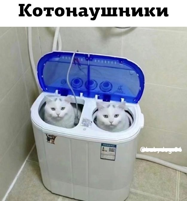 Котонаушники