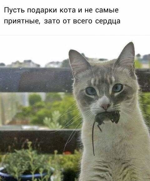 ПУСТЬ ПОДВРКИ КОТЭ И не самые ПрИЯТНЫЕ ЗЭТО ОТ ВСЕГО сердца