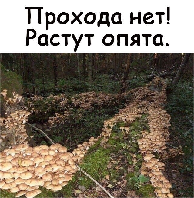ГТ Р роходаней а _ Я П О у Т С О