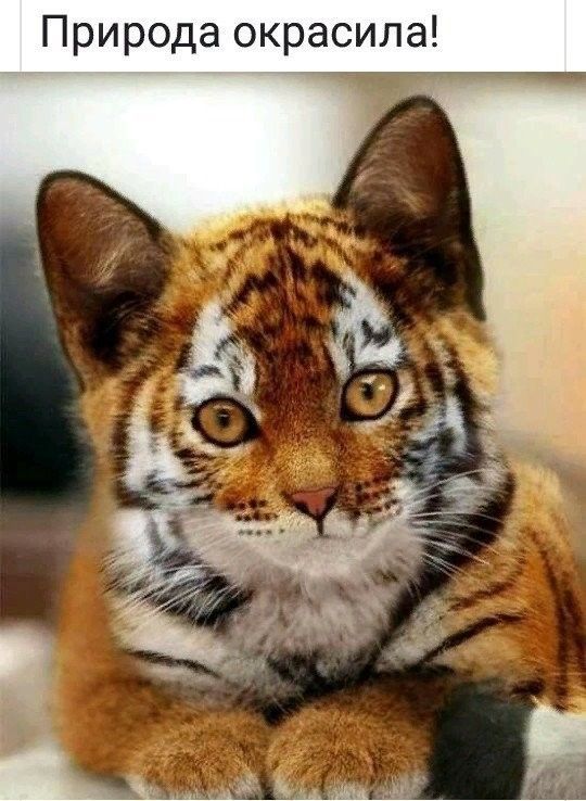 Природа окрасила