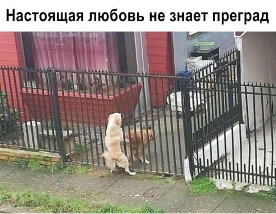 Настоящая любовь не знает преград