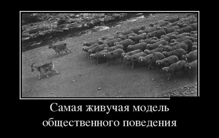 Самая живучая модель общественного поведения