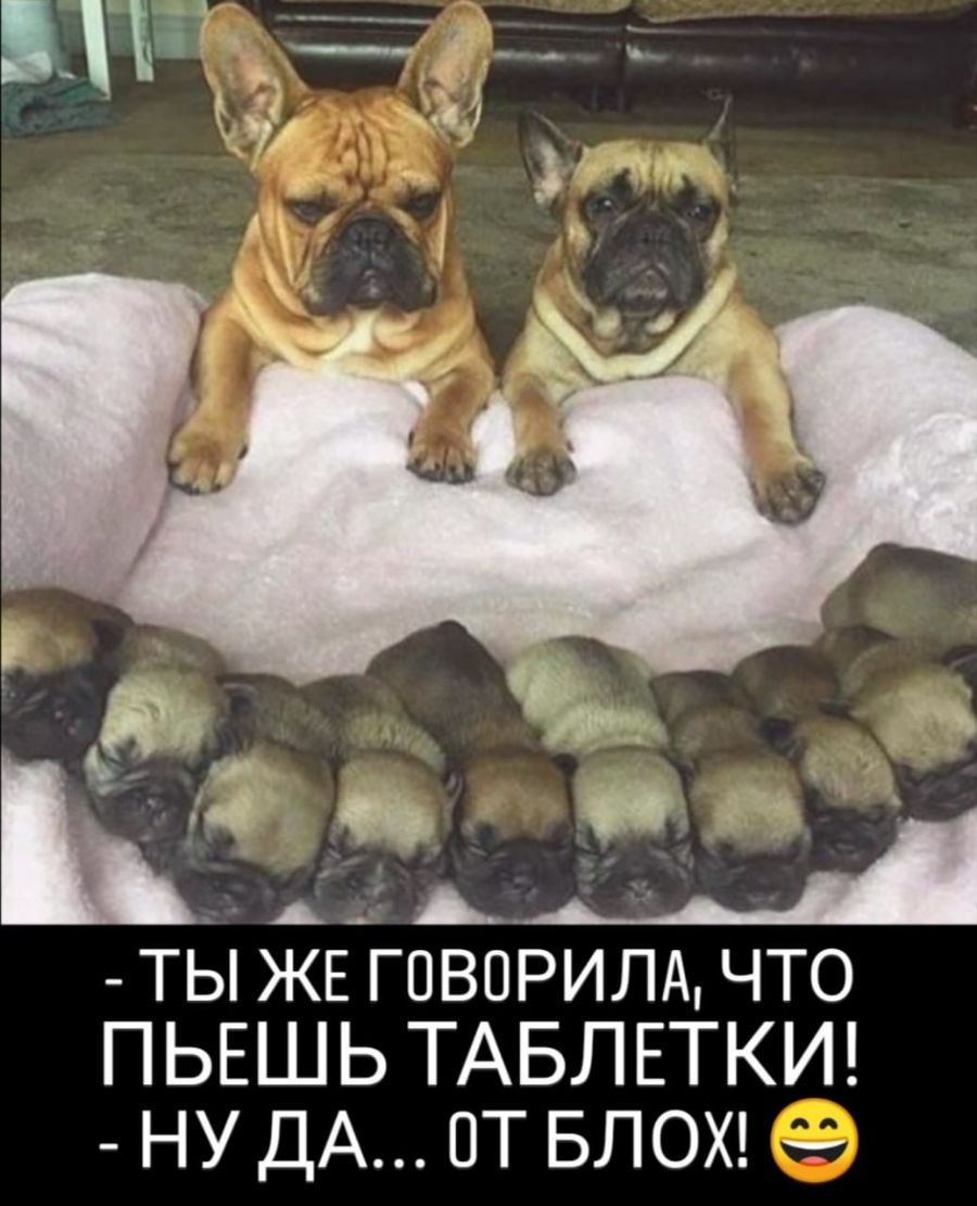 ТЫ ЖЕ говорит что ПЬЕШЬ ТАБЛЕТКИ НУ ДА от БЛОХ _