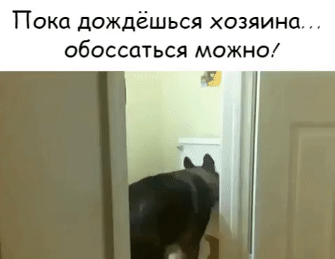 Пока дождёшься хозяина обоссаться можно