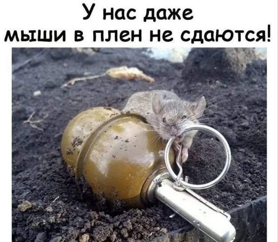 У нас даже мыши в плен не сдаются
