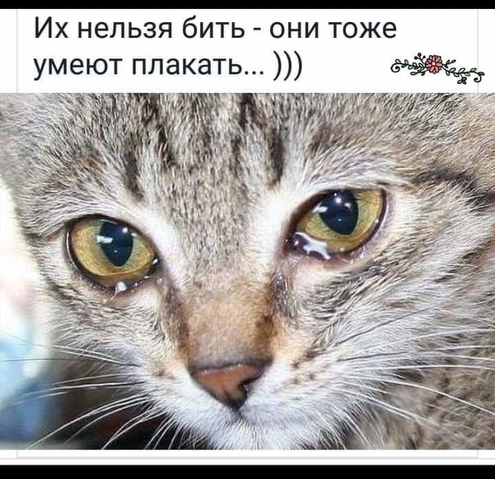ИХ НЕЛЬЗЯ бИТЬ ОНИ ТОЖЕ умеют плакать ч ч ж гк ггц