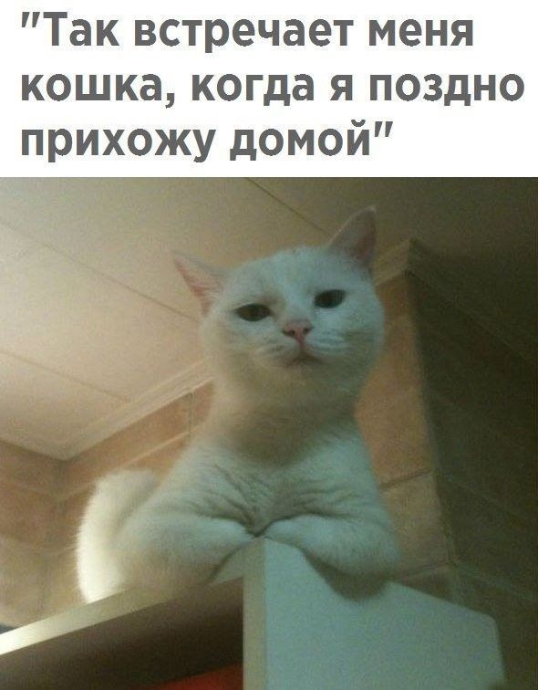 Так встречает меня кошка когда я поздно прихожу домой