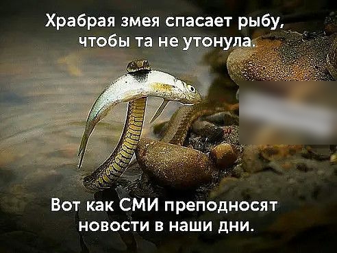 Храбрая змея спасает рыбу т Вот как СМИ преподносят новости в наши дни