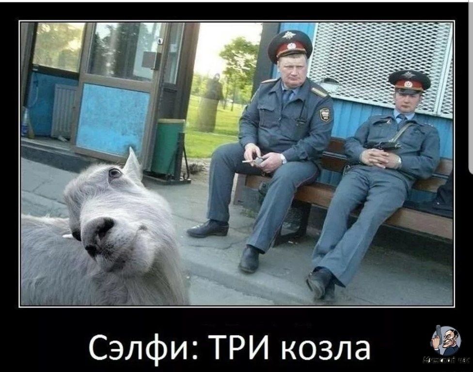 Сэлфи ТРИ козла