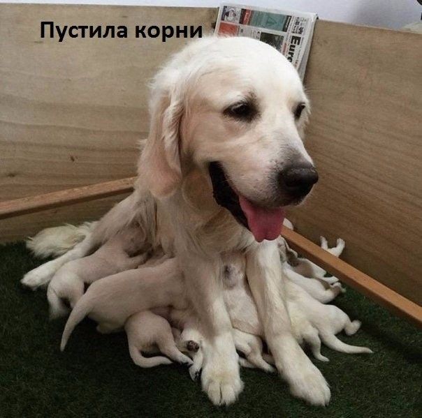 чт Пустила корни а В 4