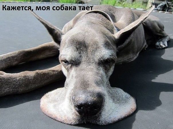 _ г ч Кажется_ моя собака тает _