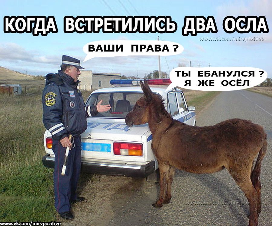 КОПДА ВСТРЕТИЛИСЬ ОСЕЛА ВАШИ ПРАВА ТЫ ЕБАНУЛСЯ