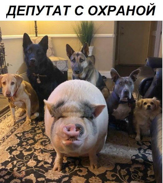 ДЕПУТАТ С ОХРАНОЙ