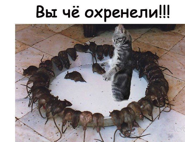 Вы чё охренели