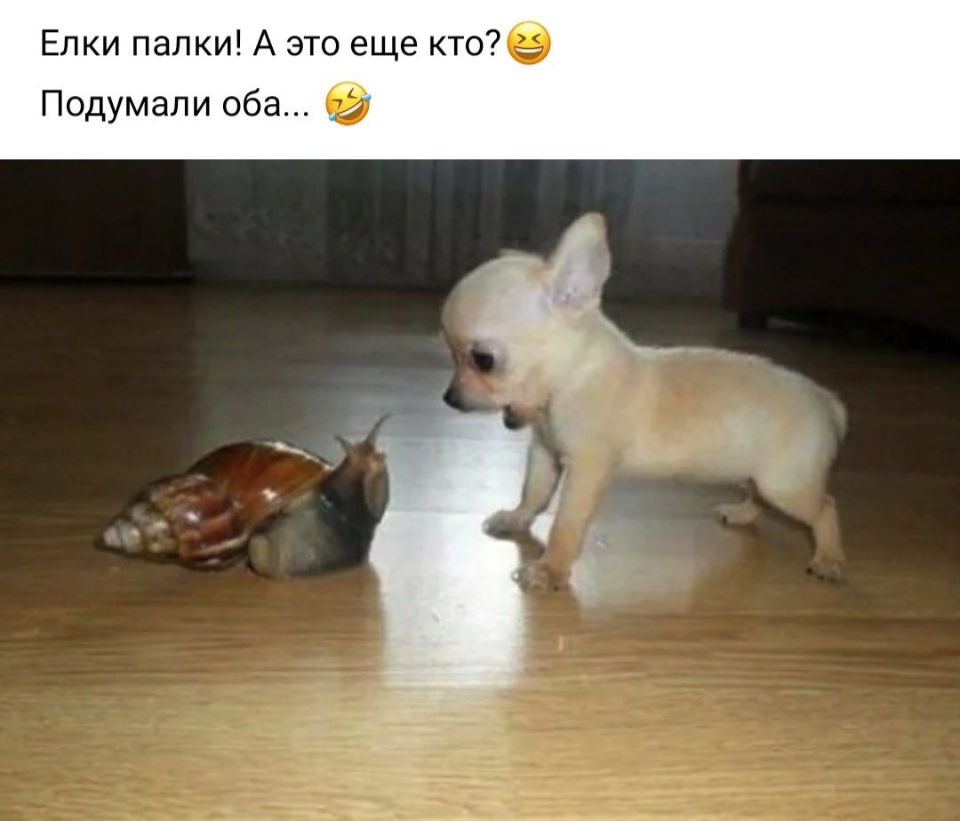 Елки палки А это еще ктое Подумали оба