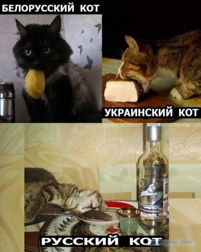 БЕЛОРУССКИЙ КОТ русскии к_от