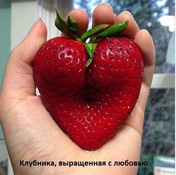 убника выращенная с любов