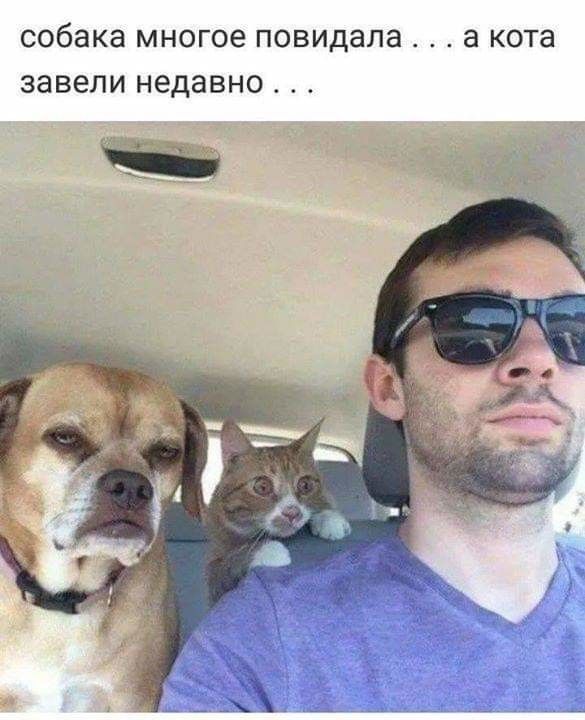 собака МНОГОЭ ПОВИДНЛЭ а кота завели недавно