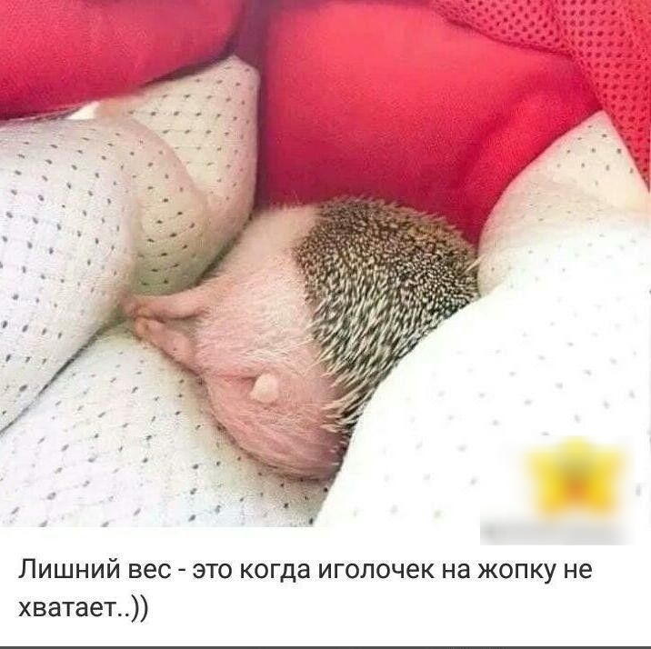 Лишний вес это когда иголочек на жопку не хватает