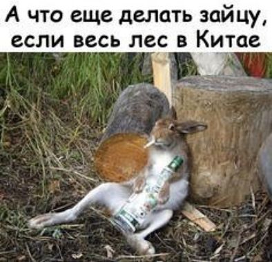 А что еще делать зайцу если весь лес в Китае