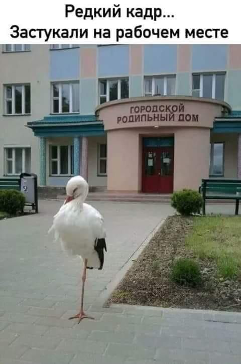 Редкий кадр Застукали на рабочем месте Ьі д гогопс ропипьиы пои