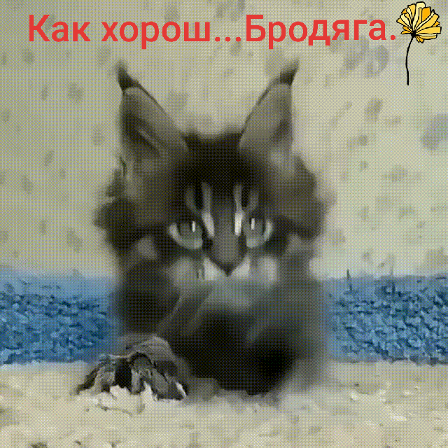 Как хорошБродяга