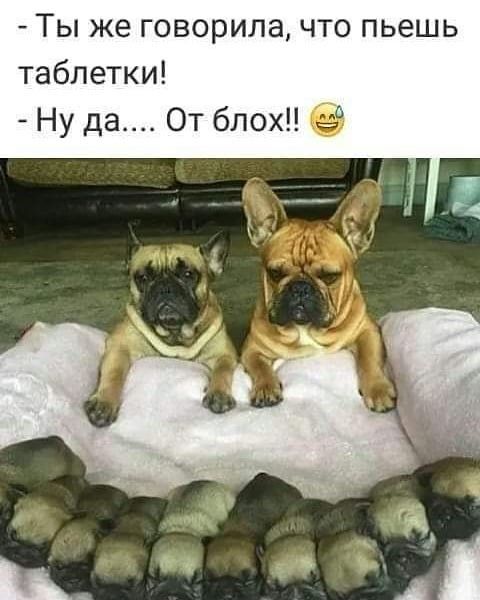 Ты же говорила что пьешь таблетки Ну да От блох