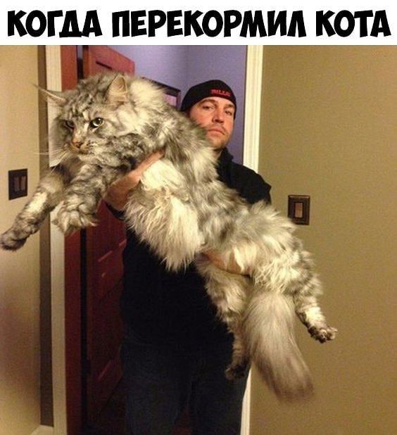 ОГМ ПЕРЕЕОРМИА КОТА