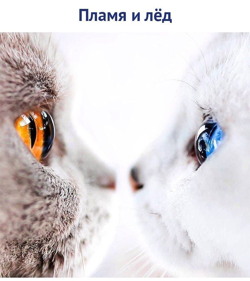 Пламя и лёд