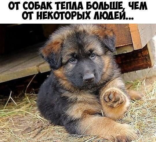 ОТ СОБАК ТЕМА БОЛЬШЕ ЧЕМ ОТ НЕКОТОРЫХ МОДЕМ