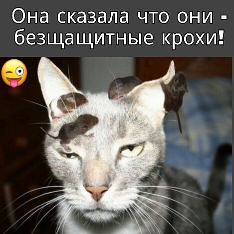 Она сказала что они безщащитные крохи