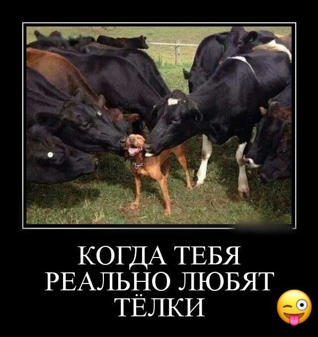 КОГДА ТЕБЯ РЕАЛЬНО ЛЮБЯТ ТЕЛКИ